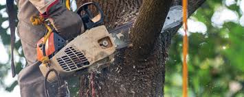 How Our Tree Care Process Works  in  Suwanee, GA