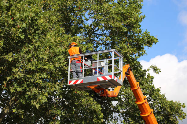 Best Tree Mulching  in Suwanee, GA