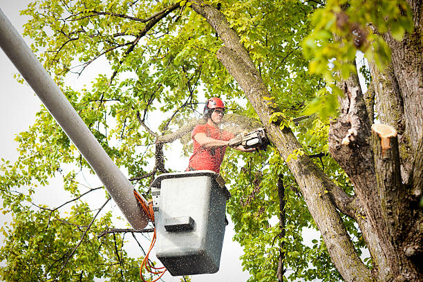 Best Commercial Tree Services  in Suwanee, GA